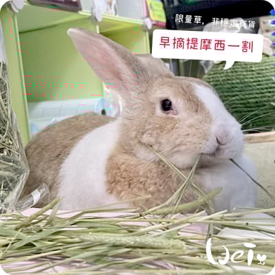 WOOLY高原的早摘提摩西一割(本次貨櫃未到)4