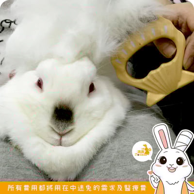 流浪兔協會用品代購 -Philocomb 寵物按摩貝殼梳 (E1)3