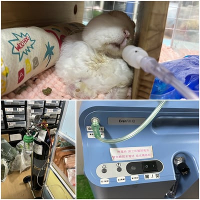 已被租完無現貨【新北板橋-租借】寵物用氧氣機 / 製氧機 說明 (長短期租賃)16