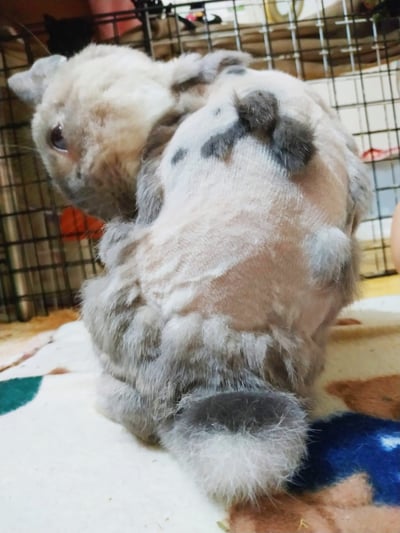 私房剃毛師 - A米 (永和)5