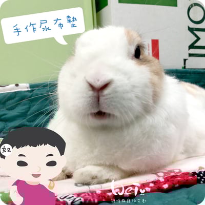 手作 - 多功能寵物吸尿床墊 / 尿布墊 / 隔尿墊5