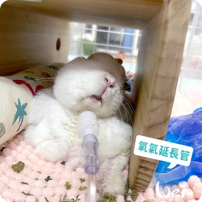 【氧氣機 / 氧氣鋼瓶配件】6米2米氧氣延長管/連接頭/小動物接氧配件管組/兒童面罩/聖誕樹接頭8