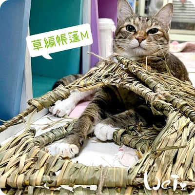 HI-PET 自然家居 草編帳篷6