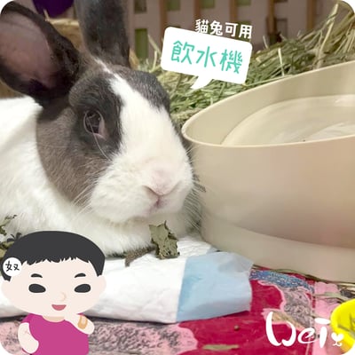 GEX渴盼循環式電動飲水器 / 飲水機 (兔可用)9
