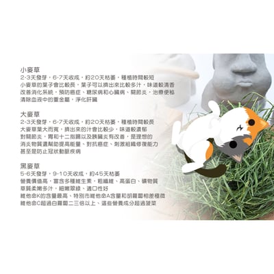 小麥草 / 貓草種子 (單賣)14