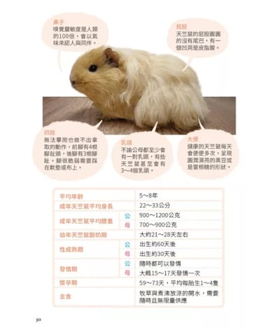 《書》快樂天竺鼠完全飼育指南：從飼養方法到照護指引，最完整的全方位圖解小百科3