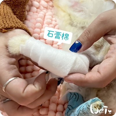 (包紮)2吋 石膏棉捲 (未滅菌) / 寵物手腳、胼胝足底炎、食道餵管包紮9