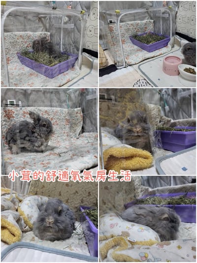 【寵物氧氣房注意事項】自製氧氣房DIY方法 - 圍片組裝/整理箱改造/籠子/外出 經驗分享12