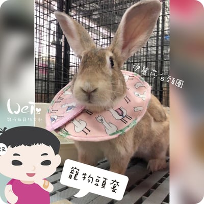 手作 - 寵物頭套/伊麗莎白頸圈/雷達 ( 結紮、術後、防舔咬、保護傷口用途)12