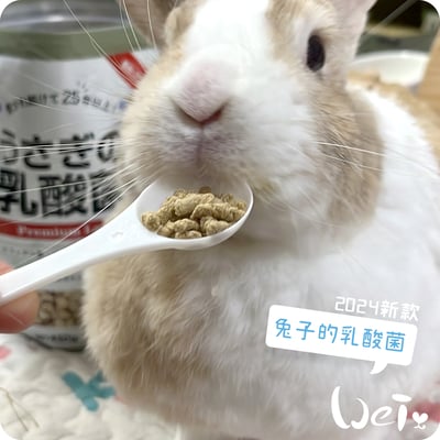 WOOLY 兔子的乳酸菌5
