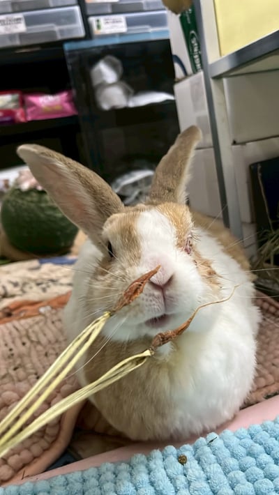 乾燥迷你胡蘿蔔整株15