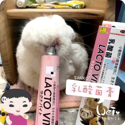 日本Sanko 小動物乳酸菌膏6