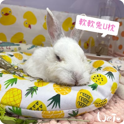 老病癱瘓兔專用靠枕 - 拐杖躺、兔U枕  (手作特製斜躺感月亮枕)11