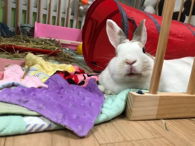 手作 - 拼圖泡泡毯6