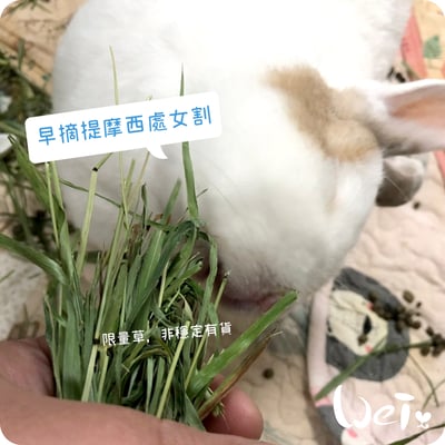 WOOLY高原的早摘提摩西 處女割16