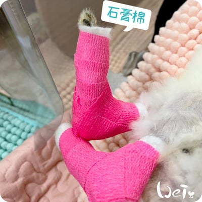 (包紮)2吋 石膏棉捲 (未滅菌) / 寵物手腳、胼胝足底炎、食道餵管包紮13