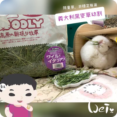 WOOLY高原的義大利黑麥草幼割11
