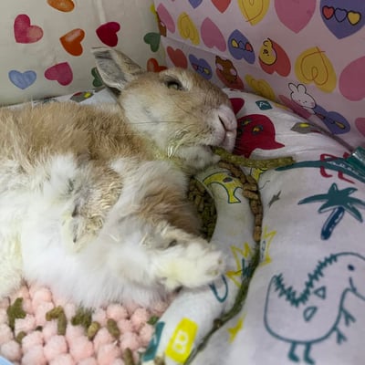 老病癱瘓兔專用靠枕 - 拐杖躺、兔U枕  (手作特製斜躺感月亮枕)12