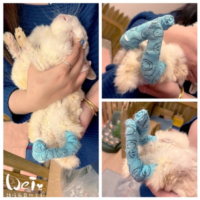 兔腳包紮分享  (胼胝、退化、骨頭關節炎、腫瘤等需要)6