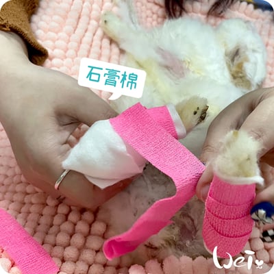 (包紮)2吋 石膏棉捲 (未滅菌) / 寵物手腳、胼胝足底炎、食道餵管包紮10