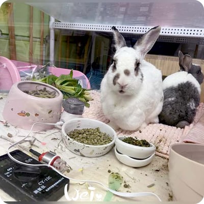 皆已出租無現貨【新北板橋-租借】寵物氧氣房用測氧儀 (便攜式 O2 氧氣濃度檢測儀 CY-12C )10