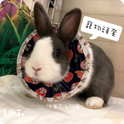 手作 - 寵物頭套/伊麗莎白頸圈/雷達 ( 結紮、術後、防舔咬、保護傷口用途)9