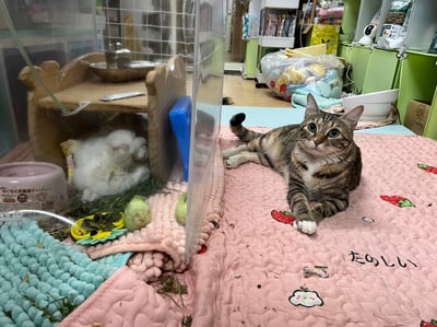 已被租完無現貨【新北板橋-租借】寵物用氧氣機 / 製氧機 說明 (長短期租賃)19