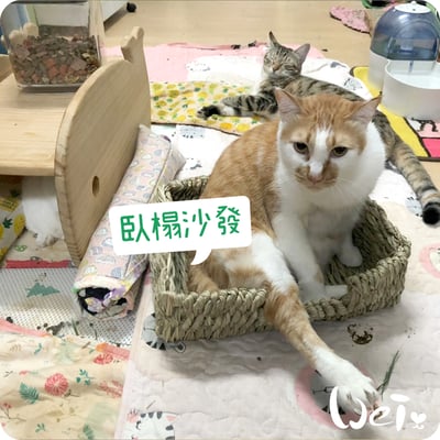 日本KAWAI 提摩西 兔子沙發臥榻L8