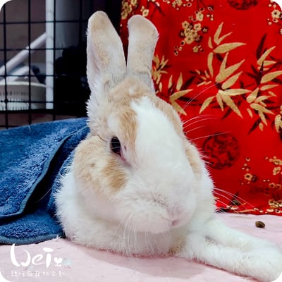 兔子私房住宿 - A米 (永和) - 只收行動不便、半癱 / 癱瘓老兔等特殊照護1