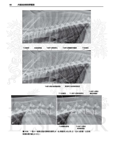 《書》犬貓放射解剖學圖譜(2版)4