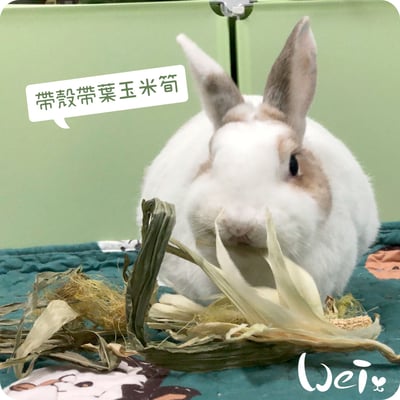 乾燥帶葉帶殼玉米筍6