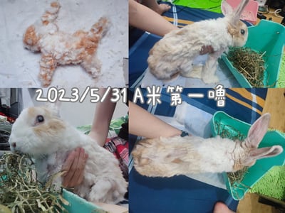 私房剃毛師 - A米 (永和)9