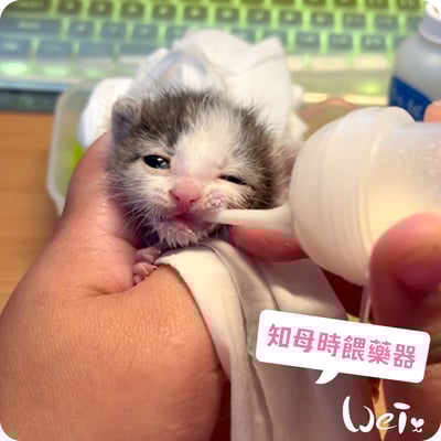 知母時餵藥器(擠壓式) /奶貓 / 兔子天竺鼠等寵物灌食泥狀食物(台灣製)10