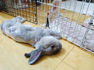 私房剃毛師 - A米 (永和)7