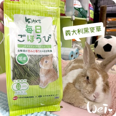 GEX旬牧草 義大利黑麥草4