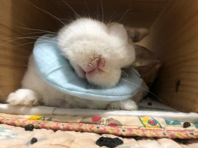 手作 - 寵物圍兜兜 / 紗布口水巾 / 軟頭套  / 老病照護灌食餵藥(點數兌換)6