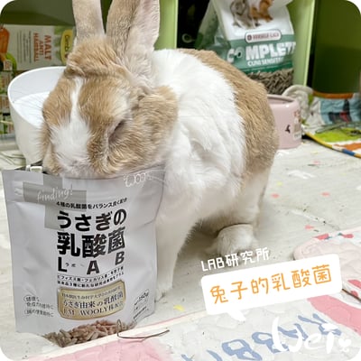 WOOLY 兔子的乳酸菌 LAB研究所5