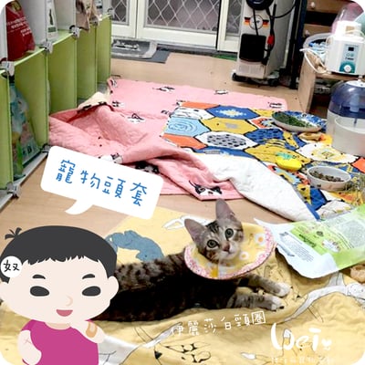 手作 - 寵物頭套/伊麗莎白頸圈/雷達 ( 結紮、術後、防舔咬、保護傷口用途)7