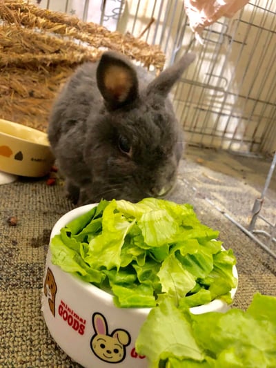 (暫停接案) 兔子私房住宿 - Molly家  (中和)2