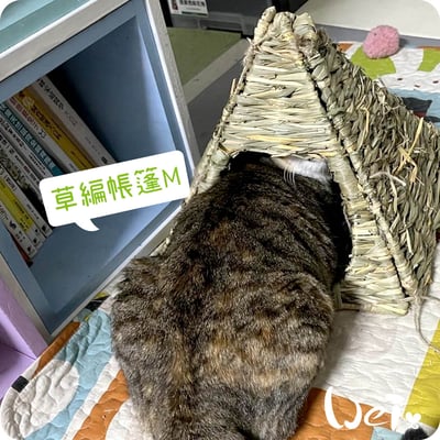 HI-PET 自然家居 草編帳篷4