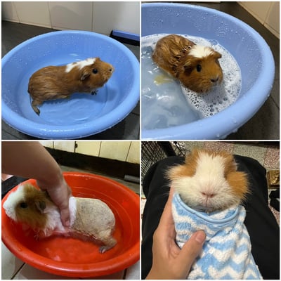 私房剃毛師 - 自強號 (土城)3