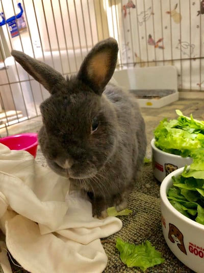 (暫停接案) 兔子私房住宿 - Molly家  (中和)8