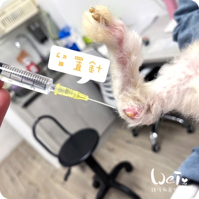 (寵物傷口沖洗用) BD-靜脈留置針 / 軟針 24G 黃色 (純介紹，網路不可販售)12