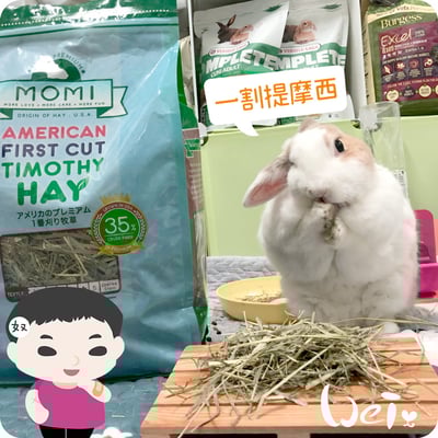 摩米MOMI T1 一割經典提摩西2