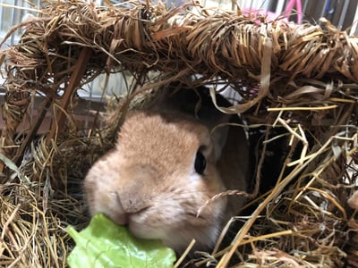 (暫停接案) 兔子私房住宿 - Molly家  (中和)6