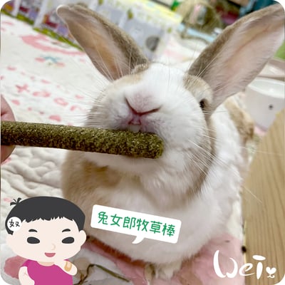 兔女郎點心吧 苜蓿草牧草棒棒3