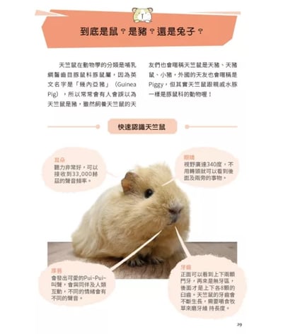 《書》快樂天竺鼠完全飼育指南：從飼養方法到照護指引，最完整的全方位圖解小百科2