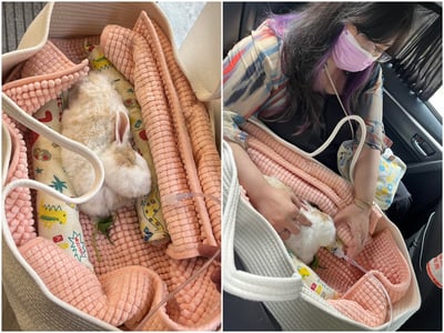 已被租完無現貨【新北板橋-租借】寵物用氧氣機 / 製氧機 說明 (長短期租賃)13