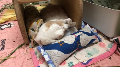 手作 - 我就靠你了! 透氣舒壓靠枕/枕頭17