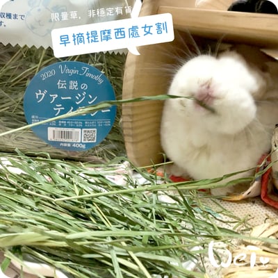 WOOLY高原的早摘提摩西 處女割9